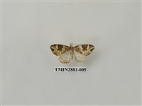 藏品(尺蛾609)的圖片